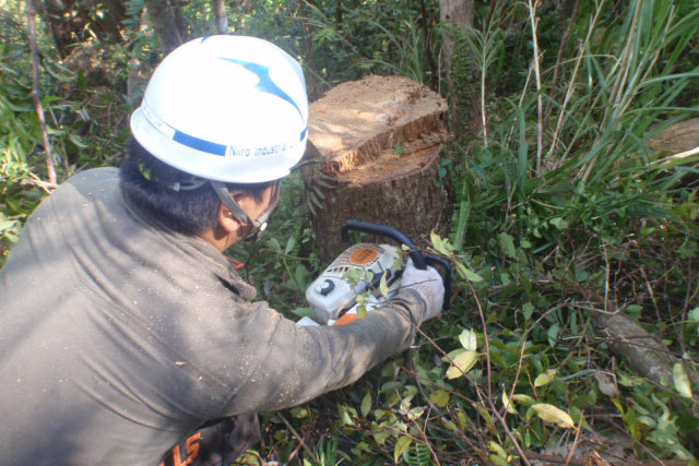 配電線路の支障木伐採作業